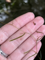 Potamogeton foliosus