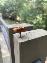 Heimiomyces tenuipes