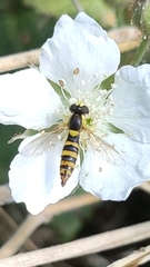 Sphaerophoria scripta