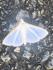 Diaphania costata