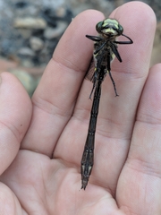 Cordulegaster maculata