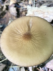 Oudemansiella furfuracea