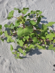 Xanthium orientale