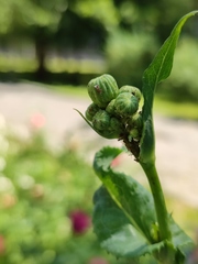 Sonchus arvensis uliginosus