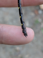 Cordulegaster maculata