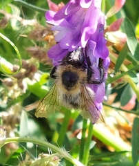 Bombus