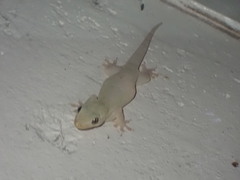 Gekkota