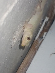 Gekkota