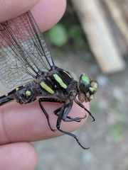 Cordulegaster maculata