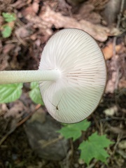 Oudemansiella furfuracea