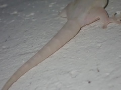 Gekkota