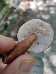 Gyroporus purpurinus