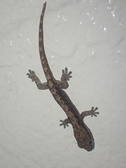 Lepidodactylus lugubris