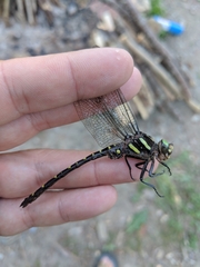 Cordulegaster maculata