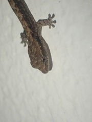 Lepidodactylus lugubris