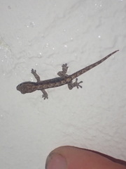 Lepidodactylus lugubris