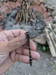 Cordulegaster maculata