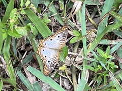 Anartia jatrophae
