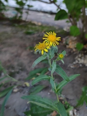 Pentanema britannica