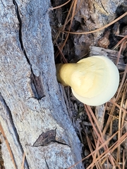 Ganoderma curtisii
