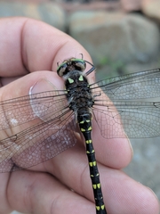 Cordulegaster maculata