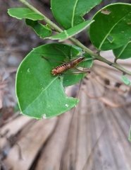 Conocephalini