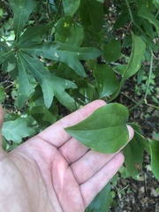 Smilax glauca