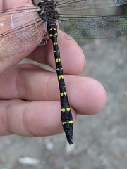 Cordulegaster maculata