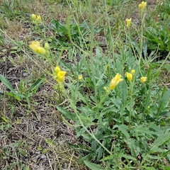 Diplotaxis tenuifolia