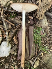 Oudemansiella furfuracea