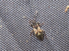 Scolopostethus thomsoni