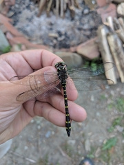 Cordulegaster maculata