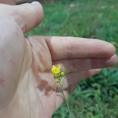 Diplotaxis tenuifolia