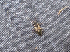 Scolopostethus thomsoni