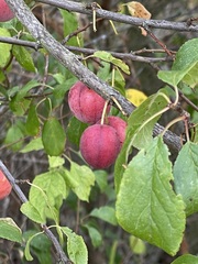 Prunus cerasifera