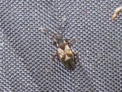 Scolopostethus thomsoni