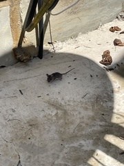 Muroidea