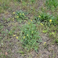 Diplotaxis tenuifolia
