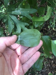 Smilax glauca