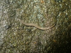 Rhynchodemus sylvaticus