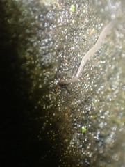 Rhynchodemus sylvaticus