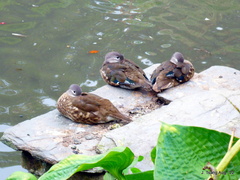 Aix galericulata