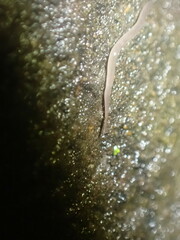 Rhynchodemus sylvaticus