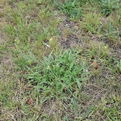 Diplotaxis tenuifolia