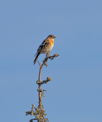 Fringilla montifringilla