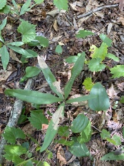 Quercus phellos