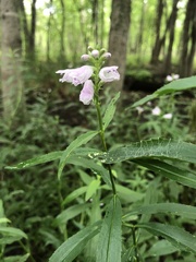 Physostegia