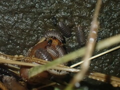 Oniscidea