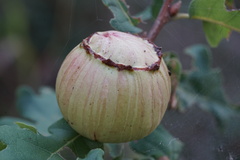 Andricus quercustozae