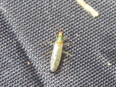 Dicyphus epilobii
